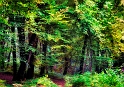 arbre 30_10_11 n01